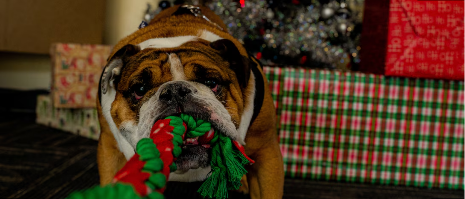 Image of Chesty pulling green and red holiday cord