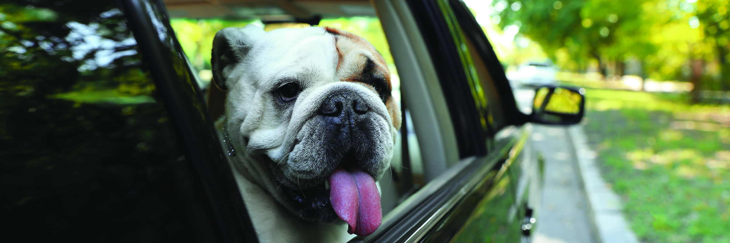 Your PCS Pet Checklist